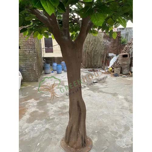 Banyan-Tree-10-Feet