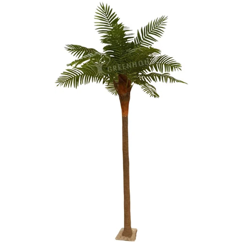 Coconut-Tree10Feet